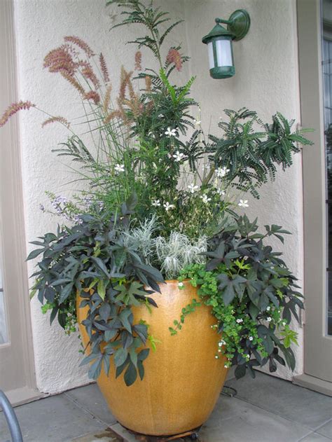 Evergreen Container Plants Houzz