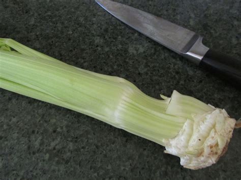 Creative Savv Have You Ever Bought A Bunch Of Celery And Find That The Bottom Couple Of Inches