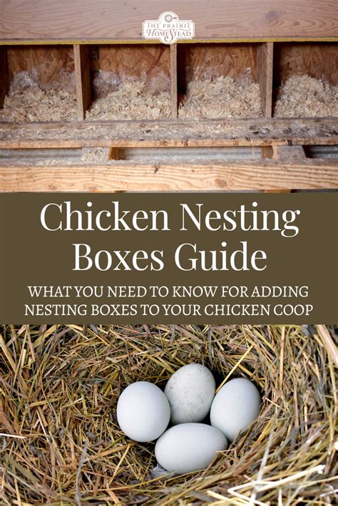 Ultimate Guide To Chicken Nesting Boxes United Push Back