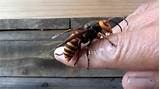 Pictures of Japanese Wasp In America