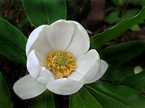 Magnoliaceae Magnolia Virginiana Sweetbay Magnolia Flo Flickr