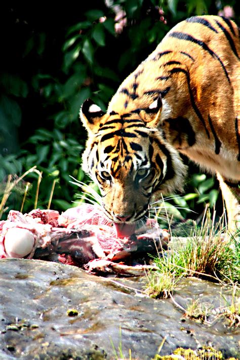 Tiger Eating By Whitespiritwolf On Deviantart