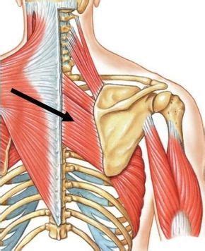 Take right shoulder blade pain, for example. Pin on Health