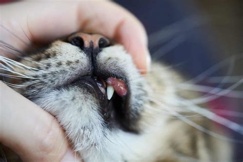 5 Explanations For A Cats Swollen Lip And How To Help