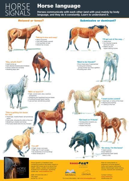 Horse Behavior Equine Care Horse Information Healthy Horses Horse