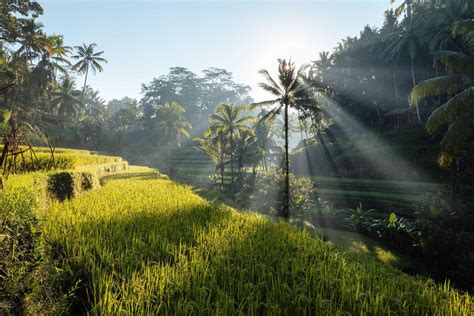 Tegalalang Rice Terraces Sunrise Travel Ubud Bali Indonesia