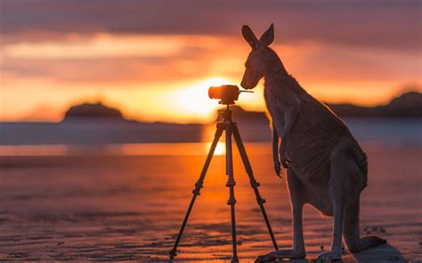 Tapeta Na Monitor Zvířata Austrálie Myall Beach Daintree National