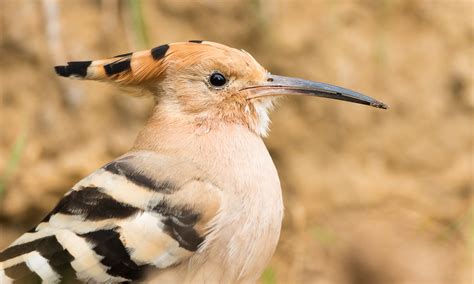 Hopin For Hoopoes
