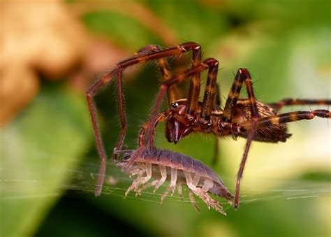 A Piques De Xantar Spider Meets Pill Bug Esta Femia Qui Flickr