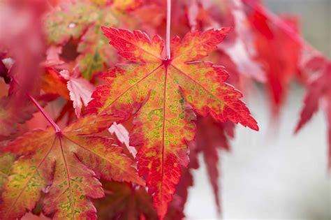 Free Picture Red Leaf Flora Nature Autumn Tree Plant Foliage