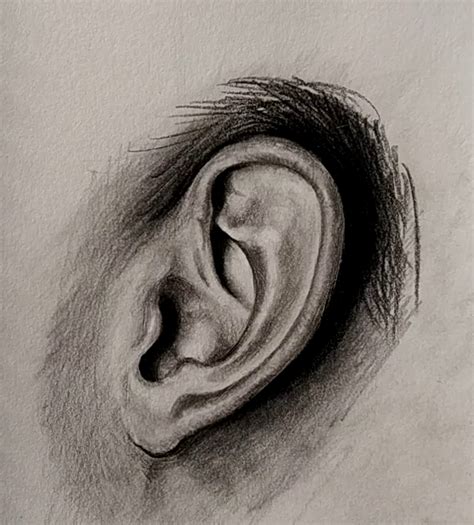 How To Draw Ear Profile View Drawing Ear In Simple Steps Lov Arts