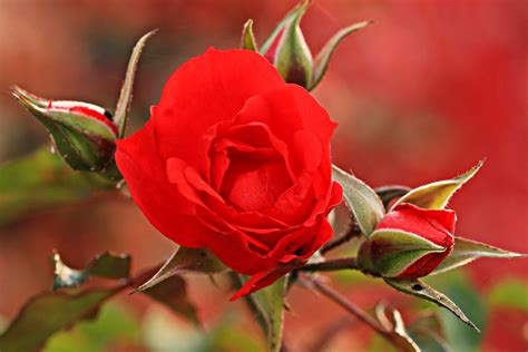 3840x2160 Resolution Shallow Focus Photography Of Red Rose Hd