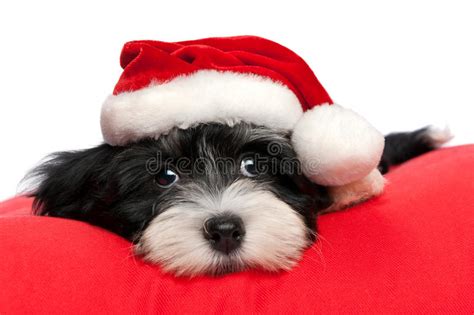 Download christmas puppy stock photos. Cute Christmas Havanese Puppy Dog Stock Photo - Image of havanese, lovely: 21964430
