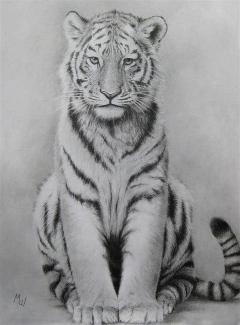 Easy Realistic Tiger Drawings Realistic Pencil Drawing Of A Desenho Images