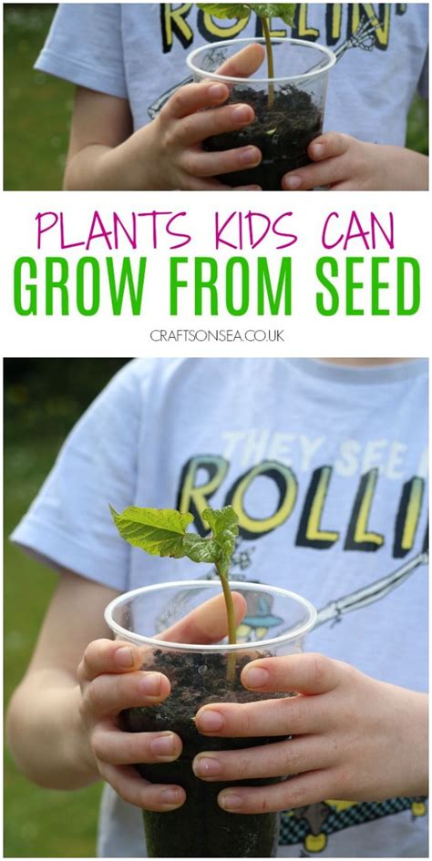 8 Easy Plants Kids Can Grow From Seed Growing Seeds Planting For