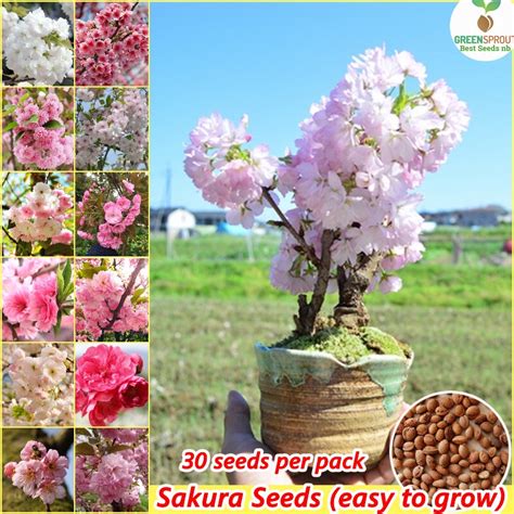 Jual Butir Mudah Tumbuh Import Benih Sakura Seeds Paket Bibit Bunga Biji Tanaman Hias Super