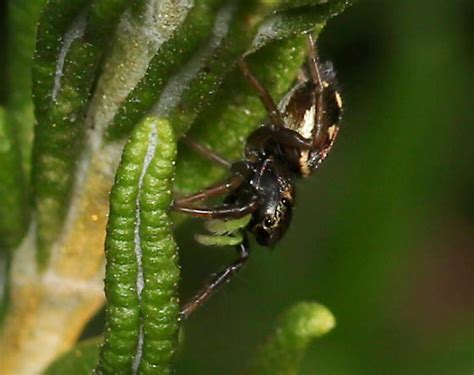 Jumping Spider With Green Pedipalps Heliophanus Bugguidenet