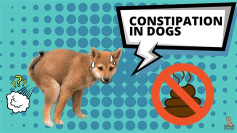 Simple Need To Know Guide To Constipation In Dogs Bark For More