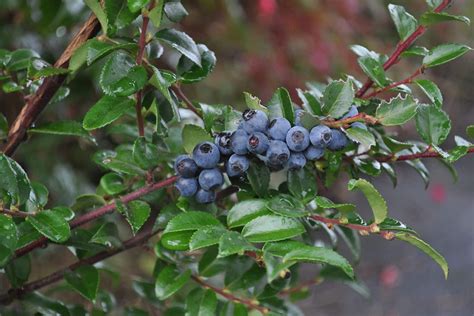 Evergreen Huckleberry Vaccinium Ovatum Pnw Native Plant — Blacklotus