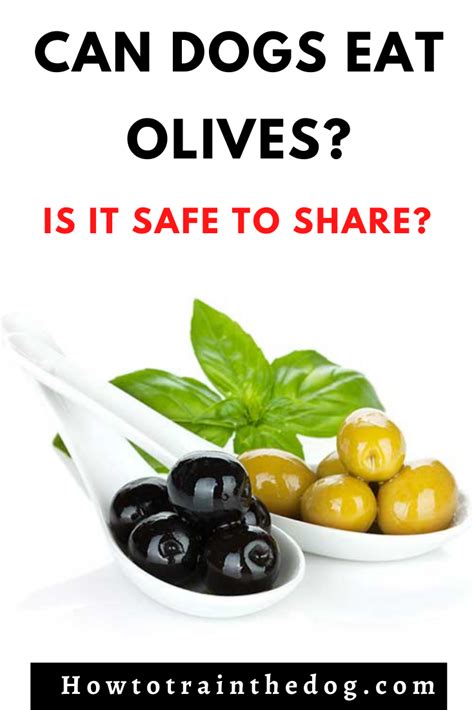 Can Dogs Eat Olives Is It Safe To Share Can Dogs Eat Dog Eating