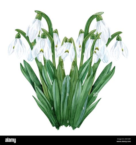 Watercolor Snowdrop Flower Watercolor First Spring Flowers Stock Photo