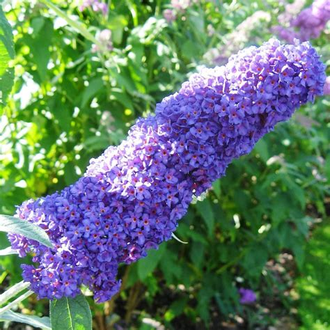 Yegaol Garden Semillas De Arbusto De Mariposa Morada Buddleia Davidii