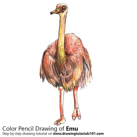 Draw another u shape on the lower left side of the body for the tail. Emu Colored Pencils - Drawing Emu with Color Pencils ...