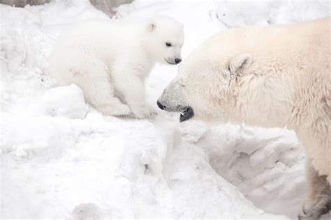 Polar Bear Cub With Mom Stock Photo Image Of Bear North 180677124