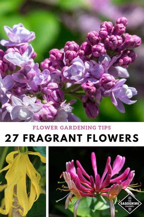 Flowering of this lovely and fragrant flower should take place in just six. 27 Best Fragrant Flowers to Grow in Your Garden | Flower ...