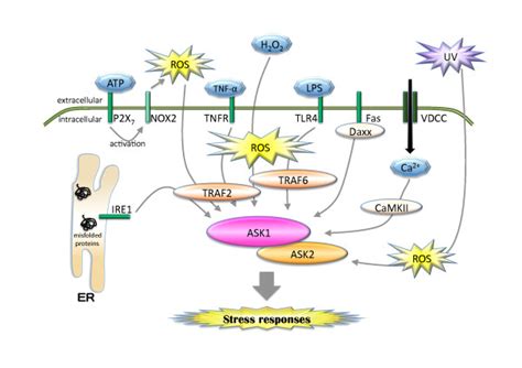 Overview Of Signaling Upstream Of Ask1 And Ask2 Various Stimuli