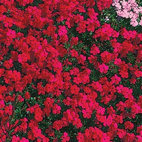 Scarlet Flame Carpet Phlox Creeping Phlox Ground Cover Plants