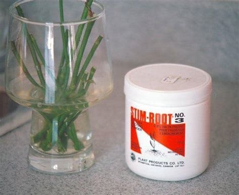Today we will look into 10 different natural rooting hormones or root stimulating substances that can be easily used for plant cloning in gardening. DIY Root Growth Hormone & How To Make Homemade Rooting ...