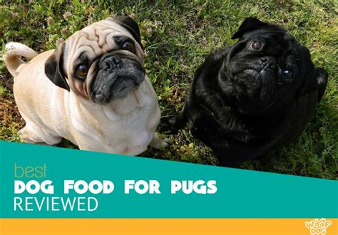 7 Best Dog Food For Pugs Reviews And Ratings For 2020