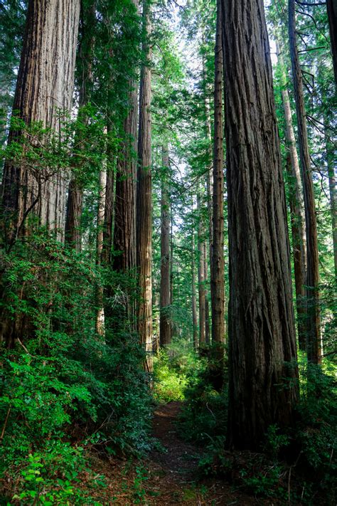 Steepravinedark Path Through Old Growth Redwoods And Huckelberry