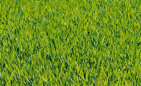 Grass Meadow Green · Free Photo On Pixabay
