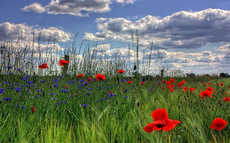 Field Poppies Sky Clouds Hd Wallpapers