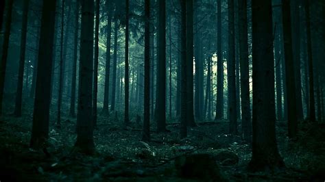 Green Dark Forest Hd 1920x1080 Hijau Gelap Hutan Hutan Gelap