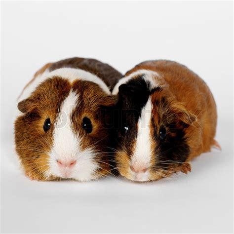 Two Guinea Pig Isolated Stock Image Colourbox