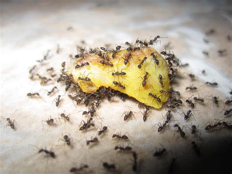 File Ants Eating Fruit
