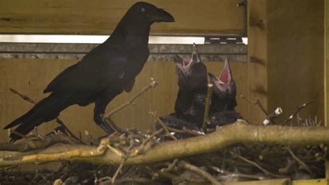 ravens hatch at tower of london for first time in 30 years