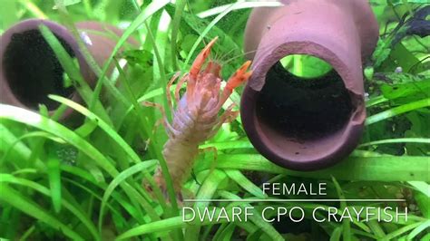 Dwarf Cpo Crayfish Sexing Youtube