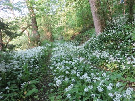 The Wild Garlic Foraging Craze And How To Find It On A Woodland Walk