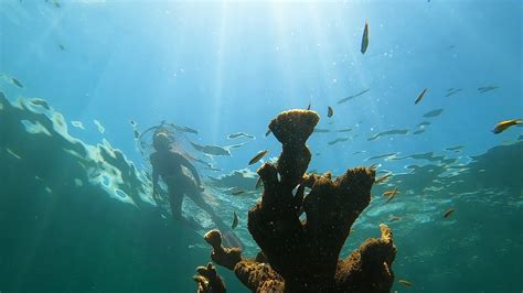 The Florida Keys Snorkeling Sombrero Reef Youtube