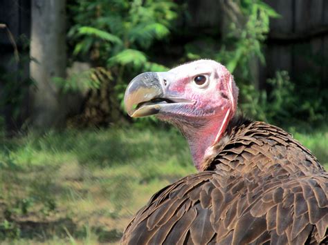 Lappet Face Vulture By Kczoofan Wikimedia Commons Earth Buddies