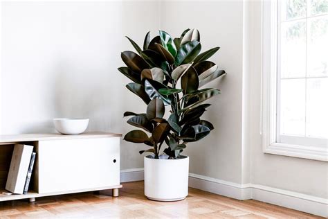 We did not find results for: Must-Have Bedroom Plants: 3 Air Purifying Houseplants That ...