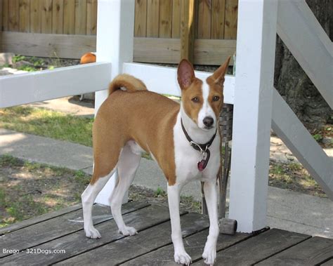 Basenji Hound Dog Pictures Hound Dog Breeds Pictures And Information