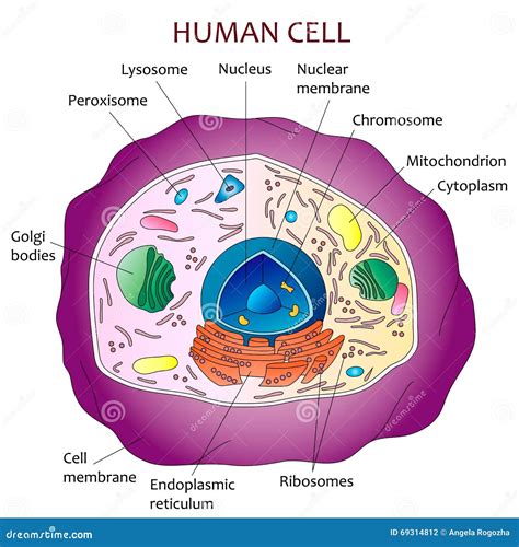 Diagrama De La Célula Humana Ilustración Del Vector Ilustración De