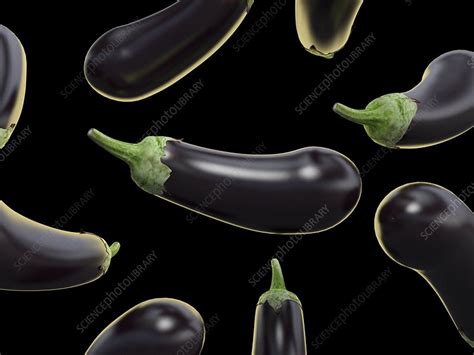 Eggplants Illustration Stock Image F0290689 Science Photo Library