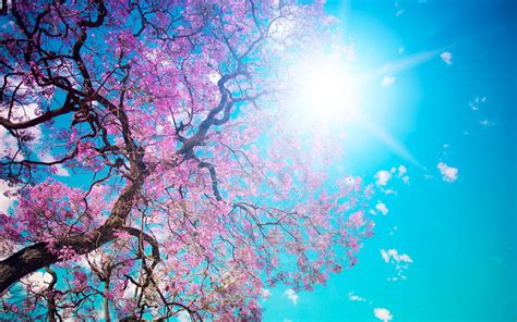 Nature Bloom Beauty Pink Tree Beautiful Tree Blossom Sun