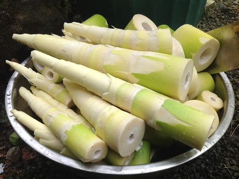 Bamboo Shoots Health Benefits Nutritional Facts Recipes